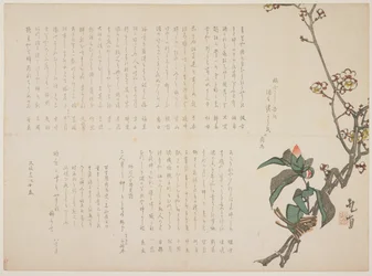 Plum and Camellia Branches